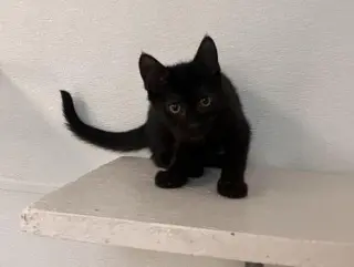 Kitten 27911 (Dot)