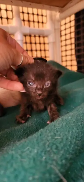 Kitten 27770 (Licorice)
