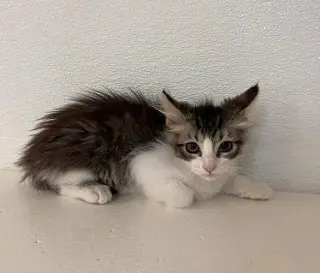 Cat 27746 (Jasper)