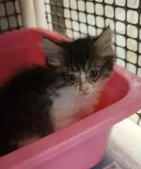 Cat 27746 (Jasper)