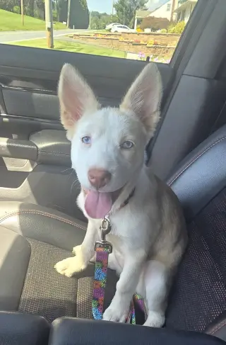 Avery (in foster)