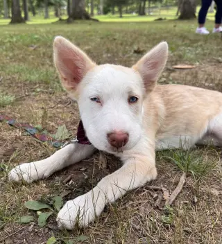 Avery (in foster)