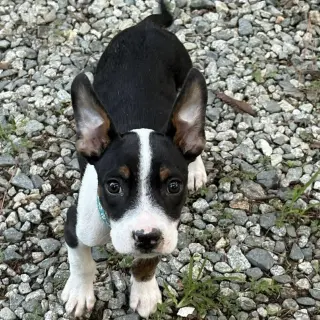 Jax Walter