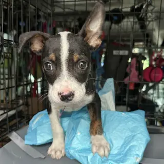Jax Walter