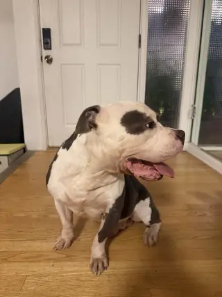 Hippo