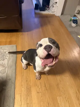 Hippo