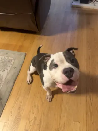 Hippo