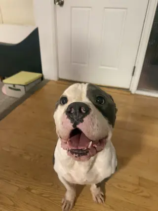 Hippo