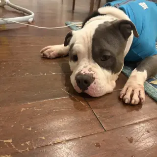 Hippo