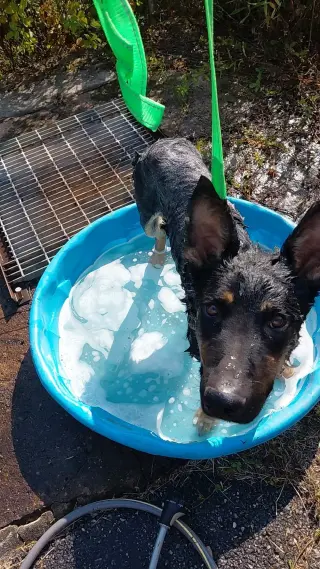 Baby Bear: at shelter
