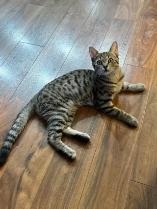 Miss Swanky
