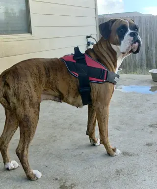 Gigi