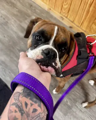 Gigi