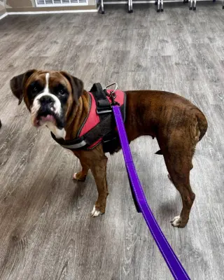 Gigi