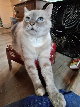 MISHKA #2006 - Offered by Owner - Siamese Mix Sr.