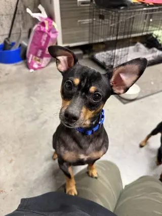 Mika