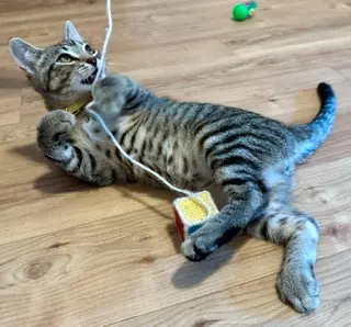 BELLA - Brown/gray Tabby Kitten