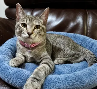 BELLA - Brown/gray Tabby Kitten