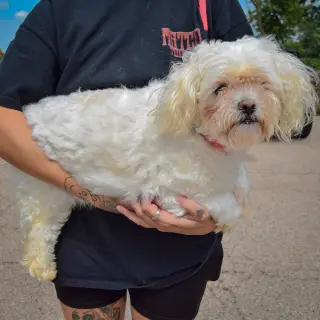 Lulu