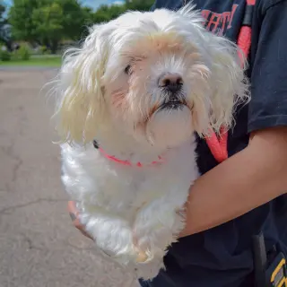 Lulu