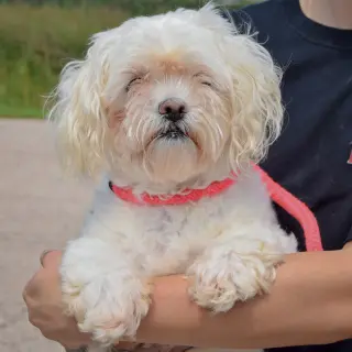 Lulu