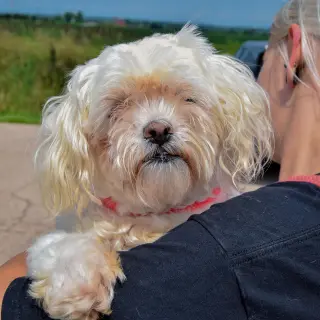 Lulu