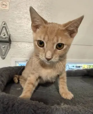 Sampson * IN FOSTER *