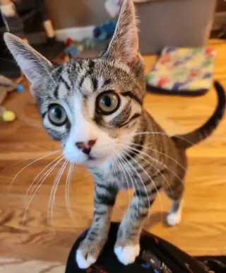 Orion