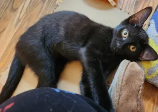 Betel