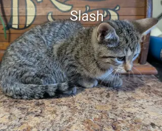 Slash