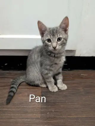 Pan