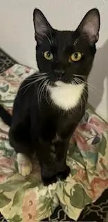 Romeo