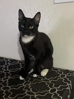 Romeo