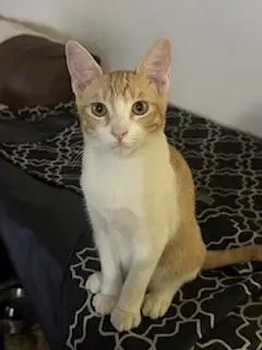 Louie