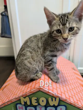 Dot