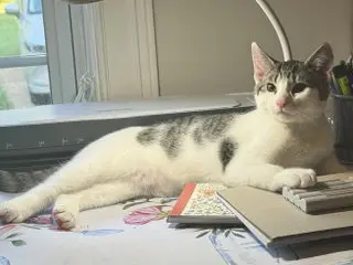 KITTEN SLY