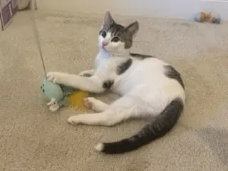 KITTEN SLY