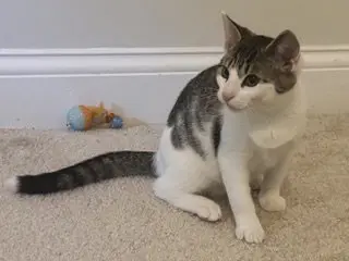 KITTEN SLY