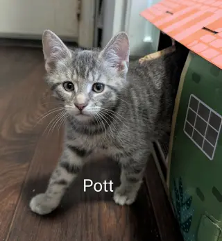 Pott