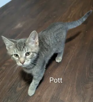 Pott