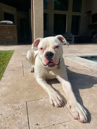 Axel