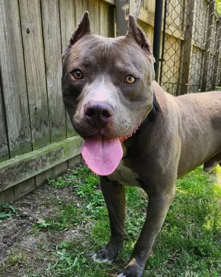 Willie