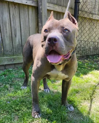 Willie