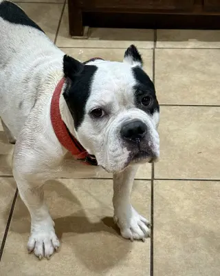 Duke