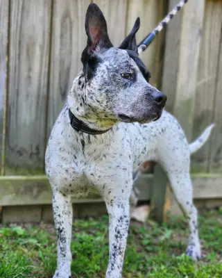 Ruger - coming soon!