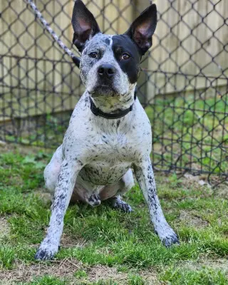 Ruger - coming soon!