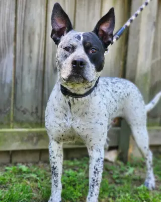 Ruger - coming soon!