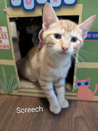Screech