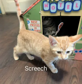 Screech