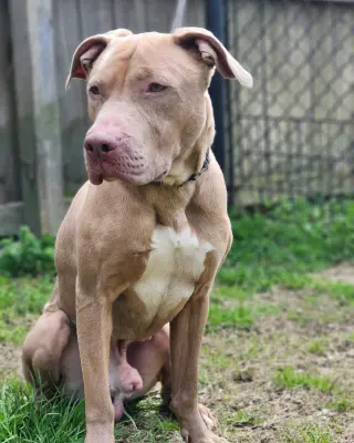 Benji
